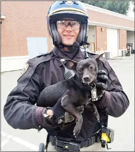  ??  ?? In this photo provided by the California Highway Patrol, CHP Officer G. Pumphrey holds a male Chihuahua after they found it running loose on the San Francisco-Oakland Bay Bridge
in San Francisco, on April 4.