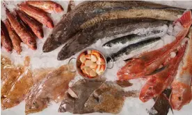  ?? Photograph: Emli Bendixen/The Guardian ?? Seafood platter: a display of the fresh catch at the Falmouth fishmonger Pysk, including hake, gurnard, ling, red mullet, megrim and lemon sole. The Gilberts, who run Pysk, know which boats landed all of the fish and shellfish for sale.