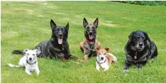  ?? Foto: Sabine Leib ?? Sabine Leib hat vier eigene Hunde. Manchmal kommt zusätzlich, wie in diesem Fall, noch ein Pflegehund dazu.