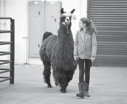  ?? Photos by Andy Cross, The Denver Post ?? Lauren Rohlwing walks her Argentine llama “Malia” before showing her on Saturday, the opening day of the National Western Stock Show in Denver.