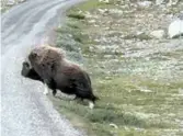  ?? FOTO: KJETIL FLYGIND ?? Moskus er ikke noe uvanlig syn på Dovrefjell. Om våren trekker dyrene langt ned for å beite. Da kan man se moskus fra bilen og toget.