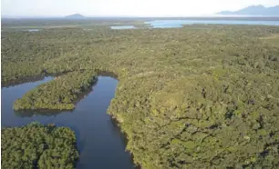  ??  ?? formando assim o habitat perfeito para essa espécie, que é encontrada com certa abundância, principalm­ente nos rios Jacó e Olaria, em Cananéia e nos rios Boguaçu e Nóbrega, em Ilha Comprida.