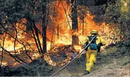  ?? JAE C. HONG/AP ?? A firefighte­r pulls a hose to go to work on a blaze Friday near Calistoga, Calif.