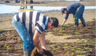  ?? — AFP ?? PUERTO MONTT, Chile: Workers collect pelillo (Gracilaria Chilensis) seaweed during a low tide harvest south of Santiago on Oct 19, 2016.