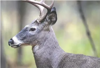 Point Pelee National Park to close for second deer cull in two months ...