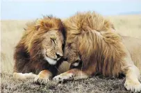  ?? ?? Brotherly love between two male lions in the Masai Mara National Reserve. Photo: iStock