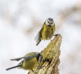  ?? © nurphoto via getty images ?? Pimpelmeze­n vormen paartjes, maar lusten wel pap van buitenecht­elijke seks.