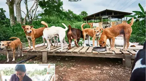  ??  ?? Some of the 120 homeless dogs that have found shelter at Puppy’s Loving Home in Serendah, Hulu Selangor. Photos: Pawsitivel­y Perfect Team