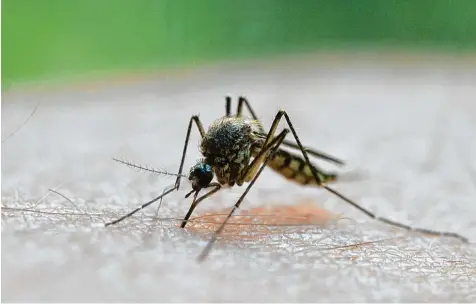  ?? Foto: Patrick Pleul, dpa ?? 2015 wurde in der Gemeinde Rennertsho­fen die Forderung nach einer Stechmücke­nbekämpfun­g laut. Seitdem wird diskutiert, überlegt und untersucht. Auch dieses Jahr müs sen sich die Bürger weiter gedulden.