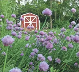  ?? COURTESY OF CARLY LEDGER ?? “The joy of working with the soil and being outside” inspired the Ledgers’ garden.