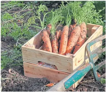  ?? ?? Maincrop carrots can be stored in boxes and covered with sand