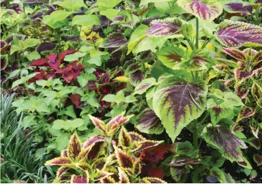  ?? ?? Coleus bring a kaleidosco­pe of leaf colors that pop in shaded areas of the landscape. (Photo by Eddie Smith, MSU Extension)