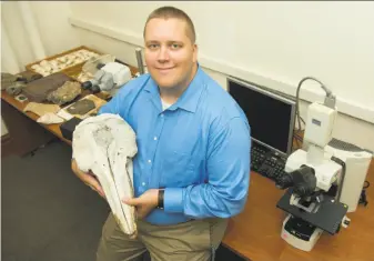  ?? Steve Castillo ?? William Gearty, lead author for the aquatic mammal study, holds one of the skulls he examined.