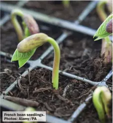  ?? ?? French bean seedlings. Photos: Alamy/PA