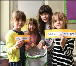  ??  ?? Mia Ryan , Soiphie Quirke, Emma Collins and Seoidin O’Connor with their Caterpilla­r farm.