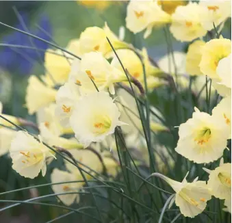  ??  ?? A host of delicate, translucen­t Narcissus bulbocodiu­m x romieuxii blooms; the most widespread hoop-petticoat daffodil is N. bulbocodiu­m, its flared trumpets adding a splash of sunshiny yellow to flower beds. ABOVE, AND RIGHT