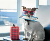  ?? 123RF.COM ?? US airlines and disabled people suspect that some pet owners are abusing the support animal system to avoid paying extra to have their pets with them in the passenger cabin.