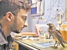  ?? ?? This Oscar-nominated documentar­y follows two brothers intent on saving Delhi’s black kites