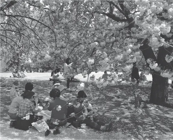  ?? PHOTOS: STEVE WHYSALL/Postmedia News ?? Picnicking under the blossoms in Shinjuku garden in the heart of Tokyo. This gorgeous city is known for being clean, quiet and cultured.