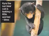  ??  ?? Kyra the sun bear cub is looking a little worried – bless