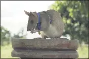  ?? PDSA ?? Cambodian landmine detection rat Magawa is photograph­ed wearing his PDSA Gold Medal, the animal equivalent of the George Cross, in Siem, Cambodia.