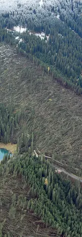  ?? (Agenzia per la Protezione civile) ?? Danni enormi Le impression­anti immagini del bosco del Latemar con il lago di Carezza dopo la tempesta di vento e pioggia dei giorni scorsi, fotografat­i da una ripresa aerea