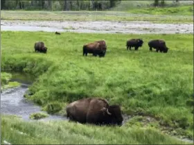 ?? AP FILE PHOTO ?? In this June 19, 2014, file photo, bison graze near a stream in Yellowston­e National Park in Wyoming. For the second time in three weeks, a bison has seriously injured a tourist in Yellowston­e National Park. Park officials say injuries to the...