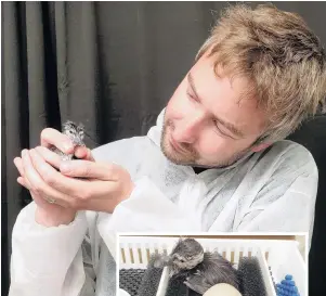  ?? PHOTOS: KIWI BIRDLIFE PARK ?? Arrival . . . Kiwi Birdlife Park general manager Paul Kavanagh holds a recently hatched whio duckling. Inset: A duckling moments after it hatched.