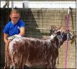  ??  ?? Kyleigh Klingshirn, 14, of Camden Township, washes her junior heifer Limousin calf.