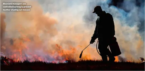  ??  ?? Moorland managers use controlled burning to prevent heather shading out mosses