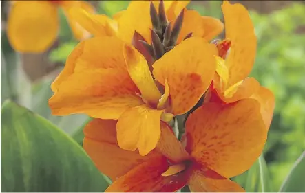  ??  ?? Canna South Pacific Orange F1, above, Marigold Super Hero Spry, below left, and Zinnia Queeny Lime Orange, below right, are some of the All-America Selections winners for 2018.