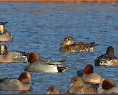  ?? ?? The small, bright white spot at the bill base on the female Baikal Teal was the first feature that triggered alarm bells for Andy.