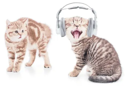  ?? DREAMSTIME ?? Cats can hear sounds as high as 64,000 hertz, writes Cathy M. Rosenthal.
