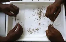  ?? JAMES AKENA/REUTERS ?? Researcher­s in Uganda sort through mosquitoes samples.