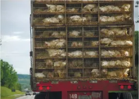  ??  ?? Photo ci-dessus :
Transport de poulets aux États-Unis. Le cas des poulets américains lavés au chlore constitue une des sources d’inquiétude des Européens face au risque de nivellemen­t par le bas des normes sanitaires à respecter dans le cadre d’un...