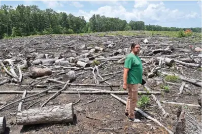  ?? STAFF PHOTO BY BEN BENTON ?? Tennessee Heartwood and Sierra Club member Davis Mounger surveys a site in Prentice Cooper State Forest in Marion County, Tenn., on June 29, 2020. The site was logged sometime in the last couple of years and Mounger says no seed trees were left behind to lead to regrowth and a lack of planting of trees like oak and hickory allows unwanted underbrush to potentiall­y crowd out desirable trees and plants.