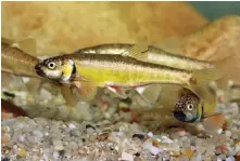  ??  ?? The Eurasian, or common, minnow, of the carp family, is an especially gregarious species. Its vast shoals can perform complex synchronis­ed manoeuvres to escape predators.