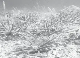  ?? NOVA SOUTHEASTE­RN UNIVERSITY ?? Coral restored by Nova Southeaste­rn University’s marine researcher­s.