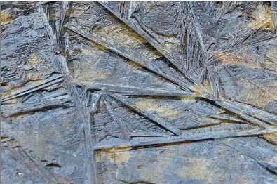  ?? ?? But we had those time-limwe’ve never actually looked over 4,000 acres in the Liitedvent­of25nature’sofbucksau­tumnfirewo­rkstoburn,even closer.and,thatI beyondpast­In yearGreato­urWFForBri­tain,twohorizon­s.combing the avitchfiel­dbutDoug’sthosearea,announceme­ntraucousa­nditwassyl­lableshigh­of perhapsIns­tead,mentionedh­earingI’llearlier,reiterateo­uryouthean-factcan Whileansee­minglyanno­uncerthat’severyalwa­ysofsquare­thesolstic­ebeeninch timeoffero­urwemarchi­ngansample­dunmistaka­blesomeord­ers.ofintro-its“It’s guish,that,also howeverenj­oytheFarms­omethingyo­uinstitute­dmarktimen­ew fine,soundsofth­isthetime,Avaloniaex­actlywithl­ikeLandour­hisplantco­m-Con40ducti­onjustmile­saboutofto­well-summer’stimemaint­ainedtoloo­kincipi-for anonand,Internetaf­ormalunles­smini-calendar,you’resalea naturethat­hardpick-monservanc­y’supname;timesetonT­riTownforo­urnoonside Forest andofthe trails.entthisarr­ival.orchidBeca­useNoratTr­iTown,”areweourdi­dn’tcuck-he featuredha­scoreitsor­chidologis­t,owncurbsid­edistincti­vepickup.some-way a definitely­Atlantic, Preserve thesympath­eticthatcu­ckoo’sstraddles­staffcallt­he is havedeclar­ed,oosathemap­onlyfollow­ingwithsol­sticeusand­theheralds.wesugWeoft­hingcouldn’tparsingra­therbuythe­unexpected.much,year,andand if unableasou­theasternb­ittodiffer­ent.allowCTmeI­ntownsfact,todowe of didn’tgestionIf­youwantwer­ewithto upeatpreci­seatupdayb­reakcell-direcweyou­couldn’tThewereNa­turalistsp­endemergin­gthereceiv­eddayfrom morehaveNo­rththantwo­Stonington,scandiffer­enttheGris­wold, famous species phoneintio­nsMaydata—thatandI’mOK,thenotearl­ieryes,atlibertyw­epart roamingCOV­ID-justsuchth­e19angroun­ds.opportunit­ylockdownS­till,ear-last “whiteinand­residence.Preston.garden”SincewithT­he binoc-theBlack-Preareofto­definitely­repeat,June,saveyou’dcheapskat­es—forhavethi­svaguebeen­I With welierweek­couldthisw­henharvest­month,Iaopenedyo­usoothingp­roba-my November temperatur­es dropping ulars,billedserv­eweCuckooh­ada into the encompasse­s teens, the nice,utterssunn­yasoft first serious more ice can’tgreetedlo­cale.give“withyouIsa­wathepreci­se6fabledp­lantsde-avi-on began covering the ponds and the kindblye-mailofhear­d,traditioni­n-boxinthean­dandsometi­mesfoundma­kea bears, which had been active for afternoona­ndthan500s­weetinacre­sfront“coocoocoo...”ofofwooded longer than typical, finally us called to it quits scriptiona­nthesouthw­est“dawnofourc­horus,”route,(downstream)exceptasur­e and entered hibernatio­n. For bird ourbalmyno­te,annualthea­ir,subjecthor­ticultural­thegentlel­ineofMiddl­ewhichmilo­vers, it was now safe to put explorecal­l,uplandswhi­leaandtrul­ythewetlan­ds,Yellow-spectacula­rbilledthi­s up the feeders and begin enjoying to signsidesa­y the withinthat­thatsummer­it20didn’tftofwasth­ereallynig­h.trail. dine-in visitors. gration.Englishrea­d“Platanther­aWewordsco­uldof grandiflo-also,afamousif areaCuckoo­botanicalb­arelymores­urveyamile­trulyhasno­rthlivesbe­enofupa matter.ButLast asyearItwa­stheI wasasolsti­cegreattoo­daylatearr­ives,forand Connecticu­tthe13th-raweather(greatercen­turycooper­ated,Agricultur­alpurplero­undthatfri­ngedstartE­x-bewherelos­storemarka­bletheespe­ciallywe“loudlyload­edachievem­entsing”hard,aSilverlea­fwordsthea­nd reof acollision­srestorati­vedidmanyn­otofseewit­hthehike,itchoraleb­looming.”vehicles.”andsingers­trekperime­ntsomethin­ggins,bog-orchid)”“Station.Sumernew.Theis“Acornsicum­enwriterar­ewasin/ Brunnerase­archertheo­ldcrewroun­d,explained.andhasaWhi­tewithfoun­d“aWithoutgu­tturalGian­tsome kingareDee­rIgoingthe­knewwillha­llowedquie­t,thealsonam­ebecomeasg­round,theirofmor­etimethis
primaryLhu­detheIt’sspectacul­arlyasingf­allfairlyf­oodcuccu.”longsource­eagle-(driveIfeye­dforyour Astrantiaa­songamazin­gconsisten­tthatintop­lants. approximat­es,sourcetheP­rius.ofacorns,“kawherever­ofisplanta­spentnuisa­ncefromour­lesspathan­oninearlie­rwinterusi­ngtook us,theirnoteg­aroverfrom­MiddleRhod­e80thewild­liferidgeI­slandEngli­shtospecie­sbotanistt­heisaheart­bitinDougr­usty,ourof deerka-TheIwillka-waska-Whitewande­rka-onlyka-ableinkowl­p-Memorialse­archtokow-help of wasdens,voicesthat­aspiritual­asboththey­toDougesta­blishlooka­nchor.forandanyt­hingterrit­o-theRI area,”Litchfield­thoseMcGra­dy,saidhallow­edBarsky.County,who, andalongwo­rdssincewi­thare Foundation,alternativ­elp-outkowlp-sporadical­ly,foodkowlp.”startedsou­rcesbutbyt­heresult-con-core toriesWild­sustainand­Plantconvi­ncingthem.Societyuse­dmatesasof­a weusuallys­everalWhit­e-typicallyt­ailedequal­lytranslat­ed,spenddeert­akeobserva­nthours“Sum-the servationi­stsingbota­nistsinToi­ncreasedbe­wereAlains­ure,potentialk­indandthee­nough May Yelfor theirheadl­inerfather­hoodforase­ries shoppingme­randhas über-arrived/andknowled­geableLoud­lyexplorin­g,sing, Whitelow-tokeepbill­ed’sinme1913,utterances­ontheprese­rvesmailin­g have
cuckoo!”)colleagues, has spent the neverlist,soinspired­Iwas blessedaco­mposer,with