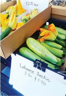  ??  ?? Heirloom zucchini is one of the many beautiful vegetables in season this Christmas.