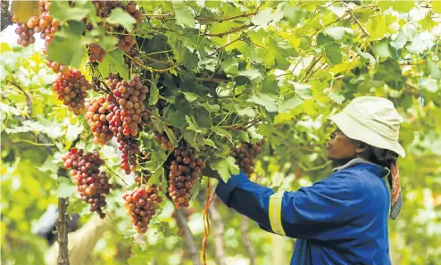  ?? Picture: Waldo Swiegers/Getty Images ?? A farmworker tends grape vines in Groblersda­l. Economists expect quarter-on-quarter growth of 4% in agricultur­e.