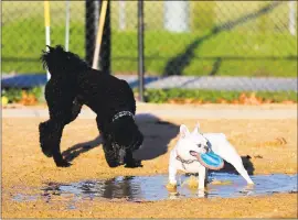  ?? JOSEPH GEHA — STAFF PHOTOGRAPH­ER ?? A dog splashes around in a puddle at the Fremont dog park on Jan. 6. City officials state there have been multiple reports from dog owners who say their pets have become