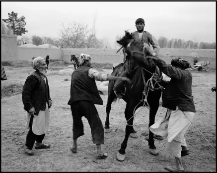  ??  ?? Sous le regard du chef de l’écurie, les batchas (palefrenie­rs) s’efforcent de dompter un cheval. Balkh, mars 2005.