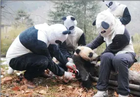  ?? XUE YUBIN/XINHUA VIA ZUMA WIRE ?? Wolong staff members, dressed up in panda costumes, give giant panda baby Xinnier, a physical examinatio­n, at Hetaoping field training base in Wolong, a major giant panda habitat in southwest China’s Sichuan Province.