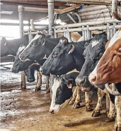  ??  ?? Cows inside the parlor where they are milked at Carter &amp; Stevens Farm, the dairy farm that started Stone demand, dairies have opened breweries and taprooms to maintain their way of life.