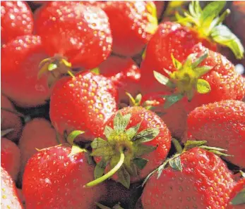  ?? FOTO: BRICHTA ?? Knallrot und zuckersüß: Schon in der Steinzeit sollen Menschen Erdbeeren gegessen haben.