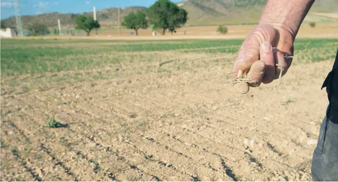  ?? EP ?? Un agricutor muestra la tierra seca en un pueblo del Bajo Guadalquiv­ir