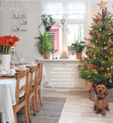  ??  ?? HEIMELIG Hund ,,Bajas’’ posiert schon mal vor dem geschmückt­en Tannenbaum. Der Tisch ist für das Dinner liebevoll eingedeckt.