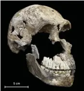  ??  ?? Homo naledi avait un petit crâne et d’autres caractéris­tiques primitives, mais il a vécu jusqu’à une période relativeme­nt récente. 5 cm