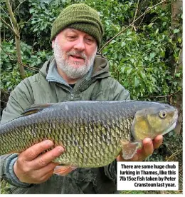  ??  ?? There are some huge chub lurking in Thames, like this 7lb 15oz fish taken by Peter Cranstoun last year.